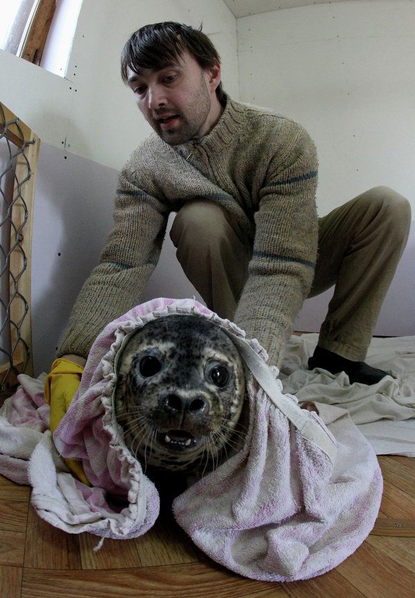 Rehabilitation Center Nurses Spotted Seals in Primorye - Sputnik International