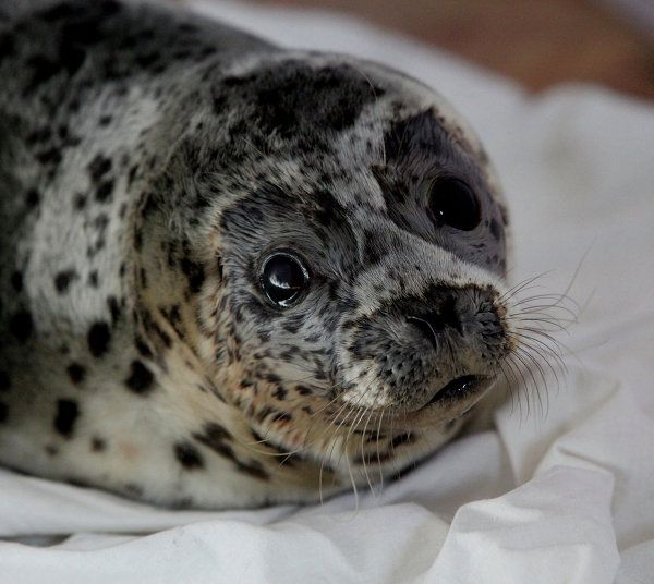 Rehabilitation Center Nurses Spotted Seals in Primorye - Sputnik International