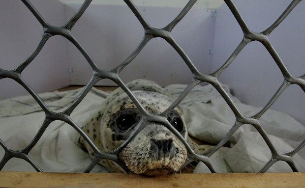 Rehabilitation Center Nurses Spotted Seals in Primorye - Sputnik International