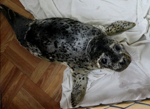 Rehabilitation Center Nurses Spotted Seals in Primorye - Sputnik International