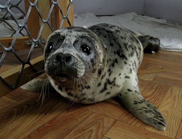 Rehabilitation Center Nurses Spotted Seals in Primorye - Sputnik International