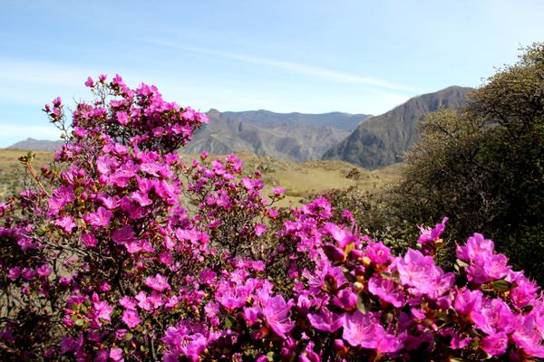 Spring in the Altai Mountains - Sputnik International