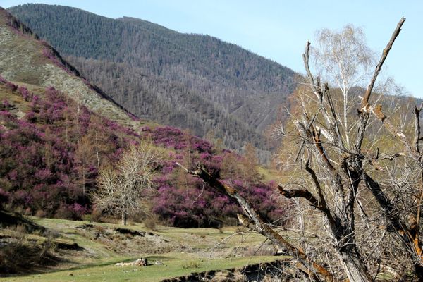 Spring in the Altai Mountains - Sputnik International
