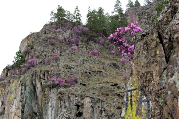Spring in the Altai Mountains - Sputnik International