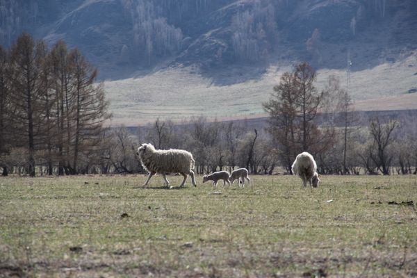 Spring in the Altai Mountains - Sputnik International