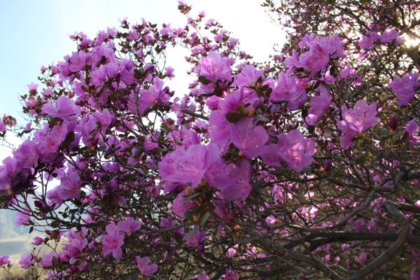 Spring in the Altai Mountains - Sputnik International