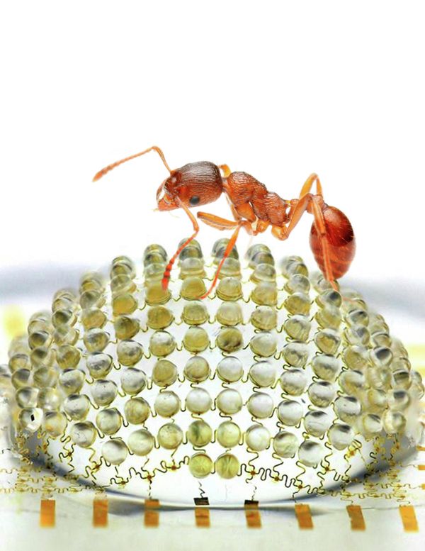 The new digital camera uses 180 tiny lenses, similar to the number in the eyes of fire ants. - Sputnik International