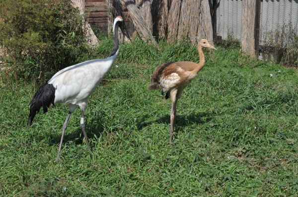The Crane Land Park - Sputnik International