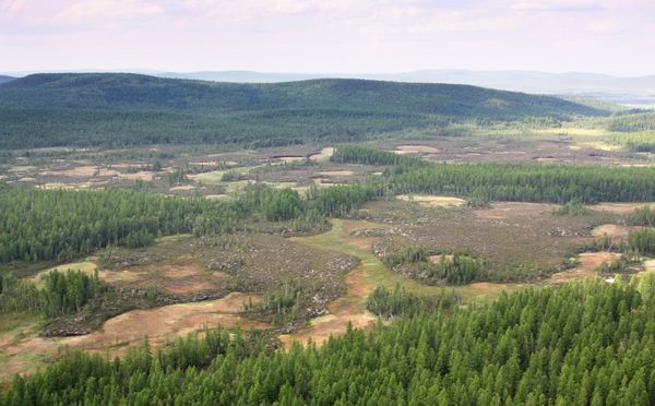 The site of Tunguska meteorite fall. Archive - Sputnik International