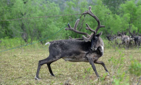 Russian Rescue Workers to Include Camels, Donkeys, Deer - Sputnik International