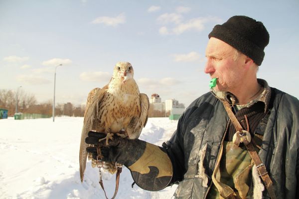 A falconer - Sputnik International