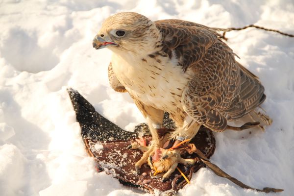 Hawk feeding on the lure - Sputnik International