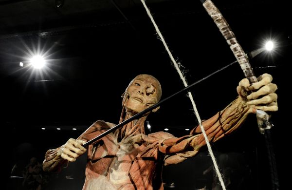 Controversial Body Exhibit Comes to Moscow - Sputnik International