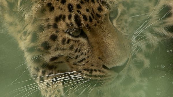 Leopards Stroll Around Their Enclosure and Play with a Zoologist in the Moscow Region - Sputnik International