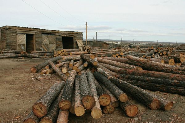 The timber trade across the Russia-Chinese border is driven by enormous Chinese demand for raw materials - Sputnik International