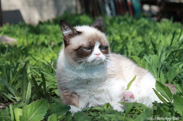 Famous animals - Sputnik International