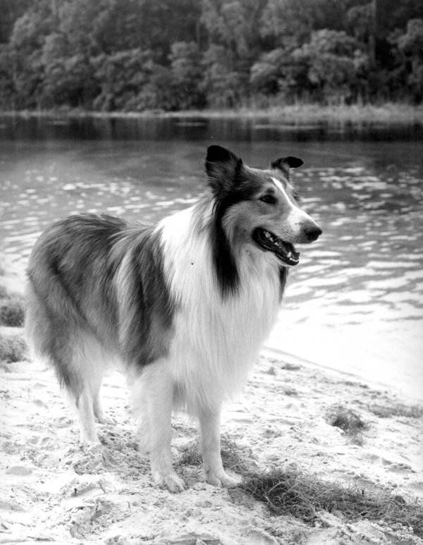 Famous animals - Sputnik International
