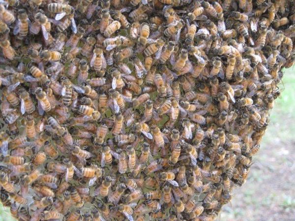 April Peavey bought some bees with tough Russian genes when she noticed her garden in New Hampshire had none buzzing around. - Sputnik International