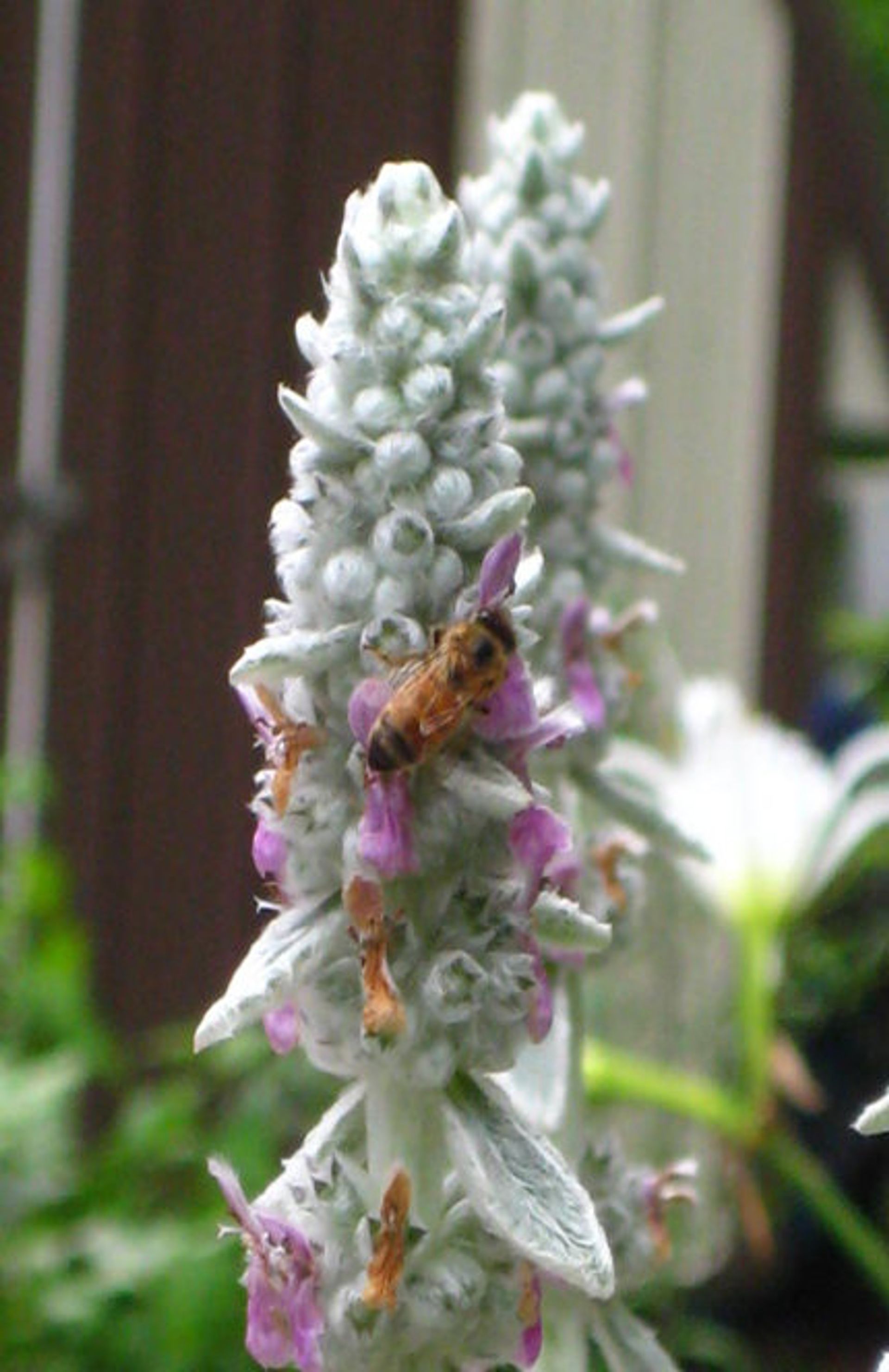 A honeybee pollinates a flower at Wolf Creek Apiaries in Tennessee, where no toxins are used on beehives. - Sputnik International, 1920, 06.01.2023