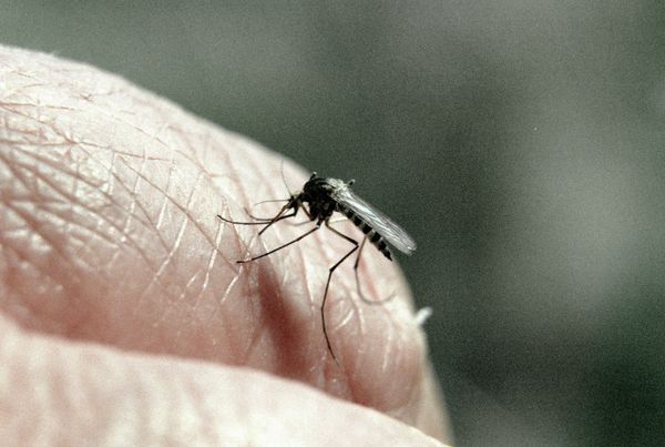 A case of dengue fever, a disease typically found in tropical areas, was reported in France’s southeastern region of Provence-Alpes-Cote d'Azur - Sputnik International