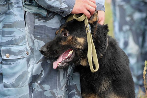 Police Dogs Helped Uncover 1,500 Crimes in Moscow This Year - Sputnik International