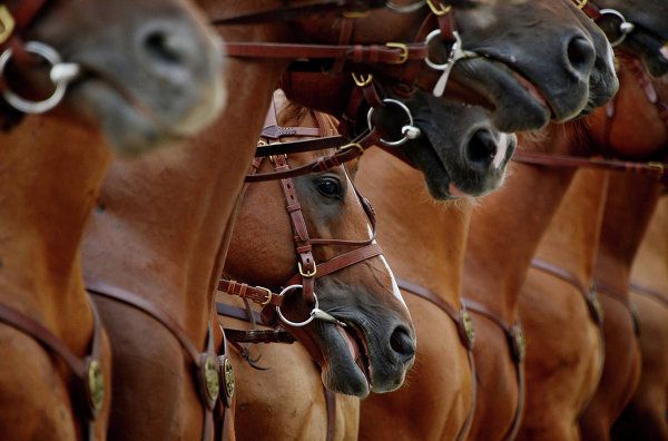 Top Entries in ‘The Best of Russia’ Photo Contest - Sputnik International