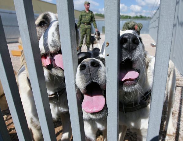 Central Asian shepherd dogs (archive) - Sputnik International