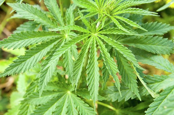 Cosmodrome Builders Fired for Cannabis Use - Sputnik International