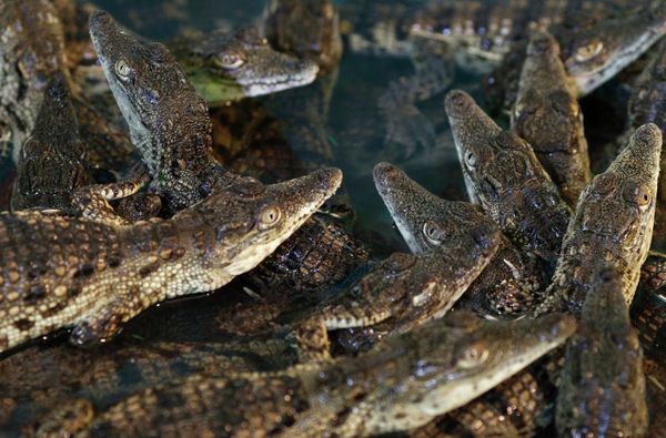 “Crocodile Farm” at an exhibition center in Moscow - Sputnik International