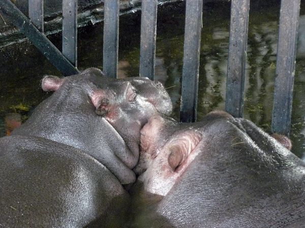Europe’s Oldest Hippo Dies in Kaliningrad Zoo - Sputnik International