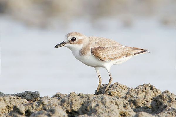 The Lesser Sand Plover - Sputnik International