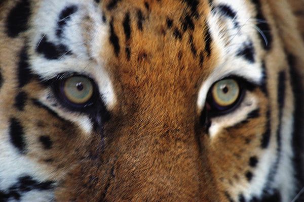 Cairo Protest Sends Zoo Animals Into Panic – Report - Sputnik International