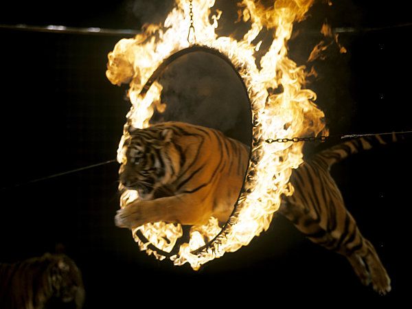 Tigers: Under Threat of Extinction - Sputnik International