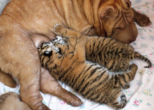 Tigers: Under Threat of Extinction - Sputnik International