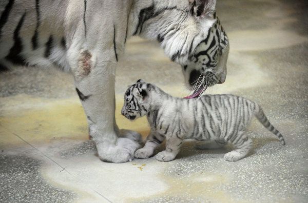 Tigers: Under Threat of Extinction - Sputnik International