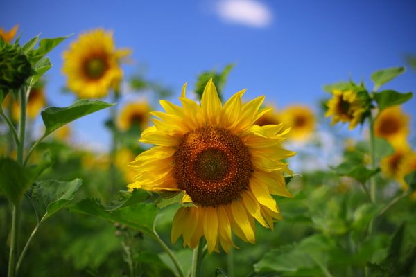 Cargill Invests $200M in Russian Sunflower Oil Factory - Sputnik International