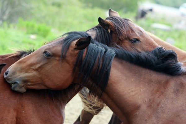 The Suusamyr Valley, a Herdsman’s El Dorado - Sputnik International