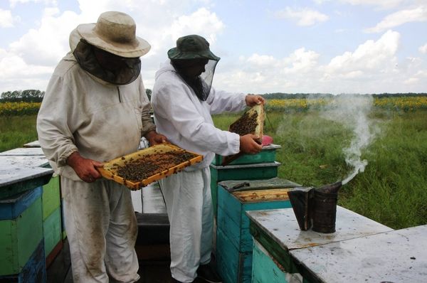 A Harvest of Sweet Gold - Siberia’s Nomadic Apiary - Sputnik International