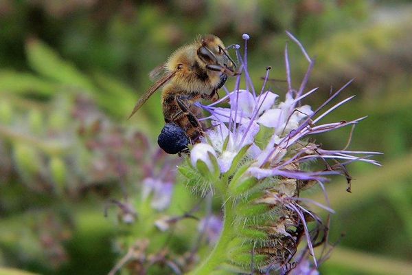 A Harvest of Sweet Gold - Siberia’s Nomadic Apiary - Sputnik International