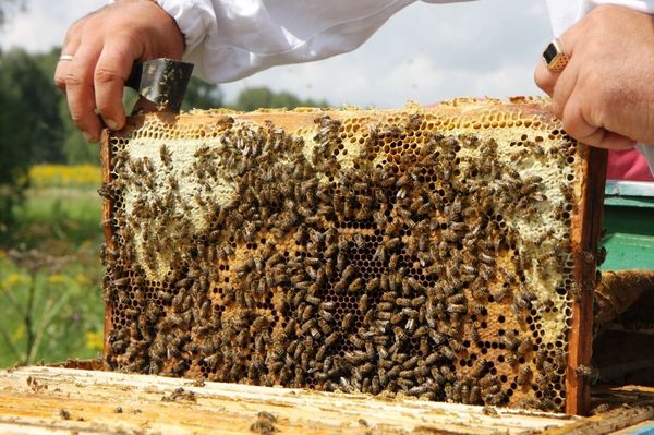 A Harvest of Sweet Gold - Siberia’s Nomadic Apiary - Sputnik International