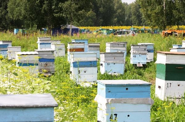 A Harvest of Sweet Gold - Siberia’s Nomadic Apiary - Sputnik International