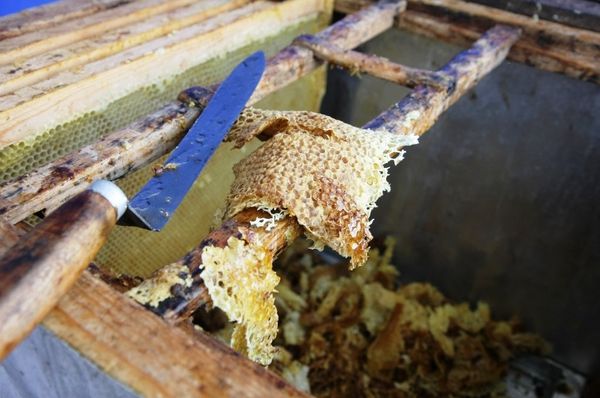 A Harvest of Sweet Gold - Siberia’s Nomadic Apiary - Sputnik International