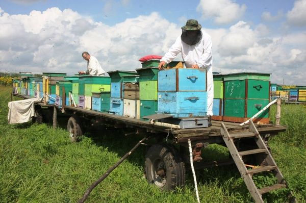 A Harvest of Sweet Gold - Siberia’s Nomadic Apiary - Sputnik International