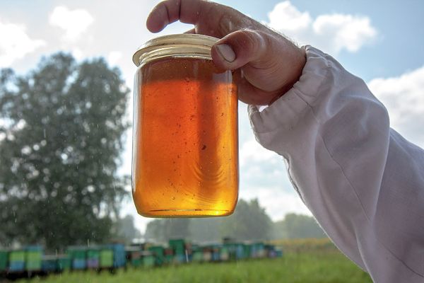 A Harvest of Sweet Gold - Siberia’s Nomadic Apiary - Sputnik International
