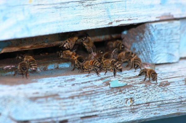 A Harvest of Sweet Gold - Siberia’s Nomadic Apiary - Sputnik International