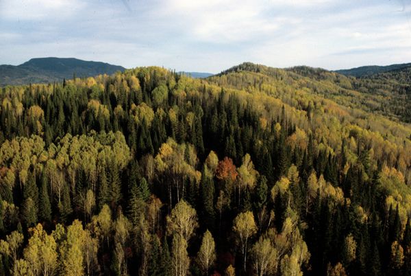US Firm Sued After Link to Allegedly Illegal Russian Logging - Sputnik International