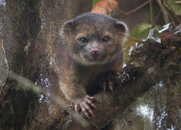 The olinguito, the first carnivore species to be discovered in the American continents in 35 years. - Sputnik International
