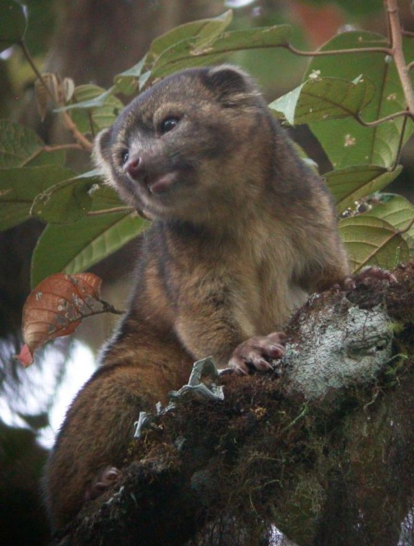Experts say the olinguito looks like a cross between a cat and a teddy bear. - Sputnik International