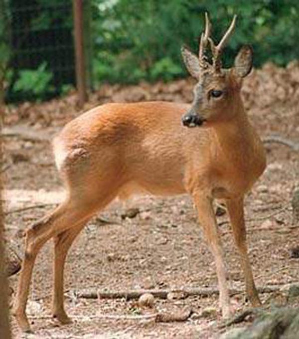 Russian Poacher Fined $40,000 for Killing Deer in Sanctuary Russian Poacher Fined $40,000 for Killing Deer in Sanctuary - Sputnik International