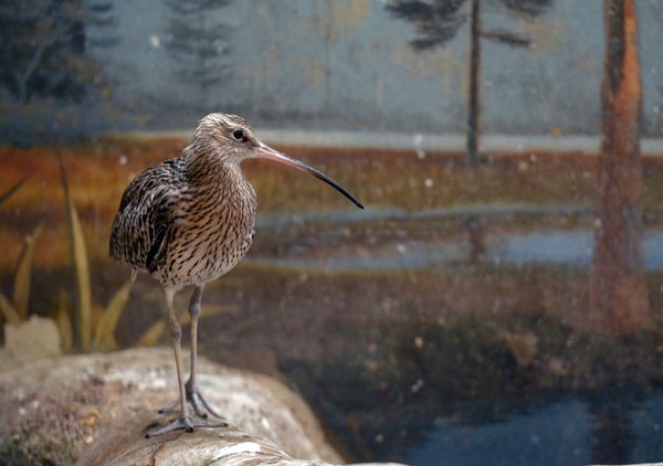The Moscow Zoo: a Wildlife Kingdom Inside a Big City - Sputnik International